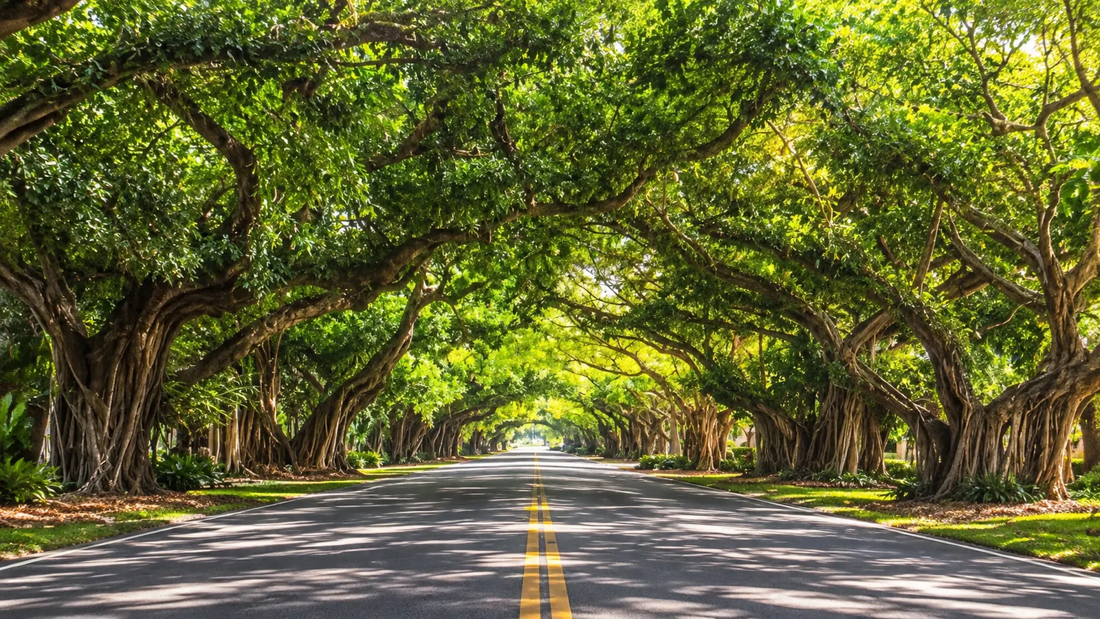 Illustrative tree-lined road with a dense green canopy and central vanishing point